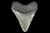 Fossil Megalodon Tooth - Thick Root #95306-2